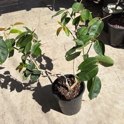 Airlayed Jamun Tree/ Duhat Tree For Sale