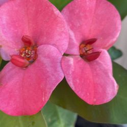 Corona De Cristo Flor Jumbo