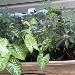 Schefflera, Dieffenbachia, Arrow Plant