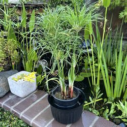 Pond plant - Cyperus Papyrus Graceful Grasses King Tut