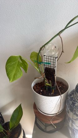 Variegated monstera