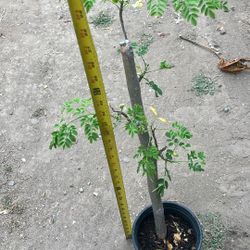 Moringa