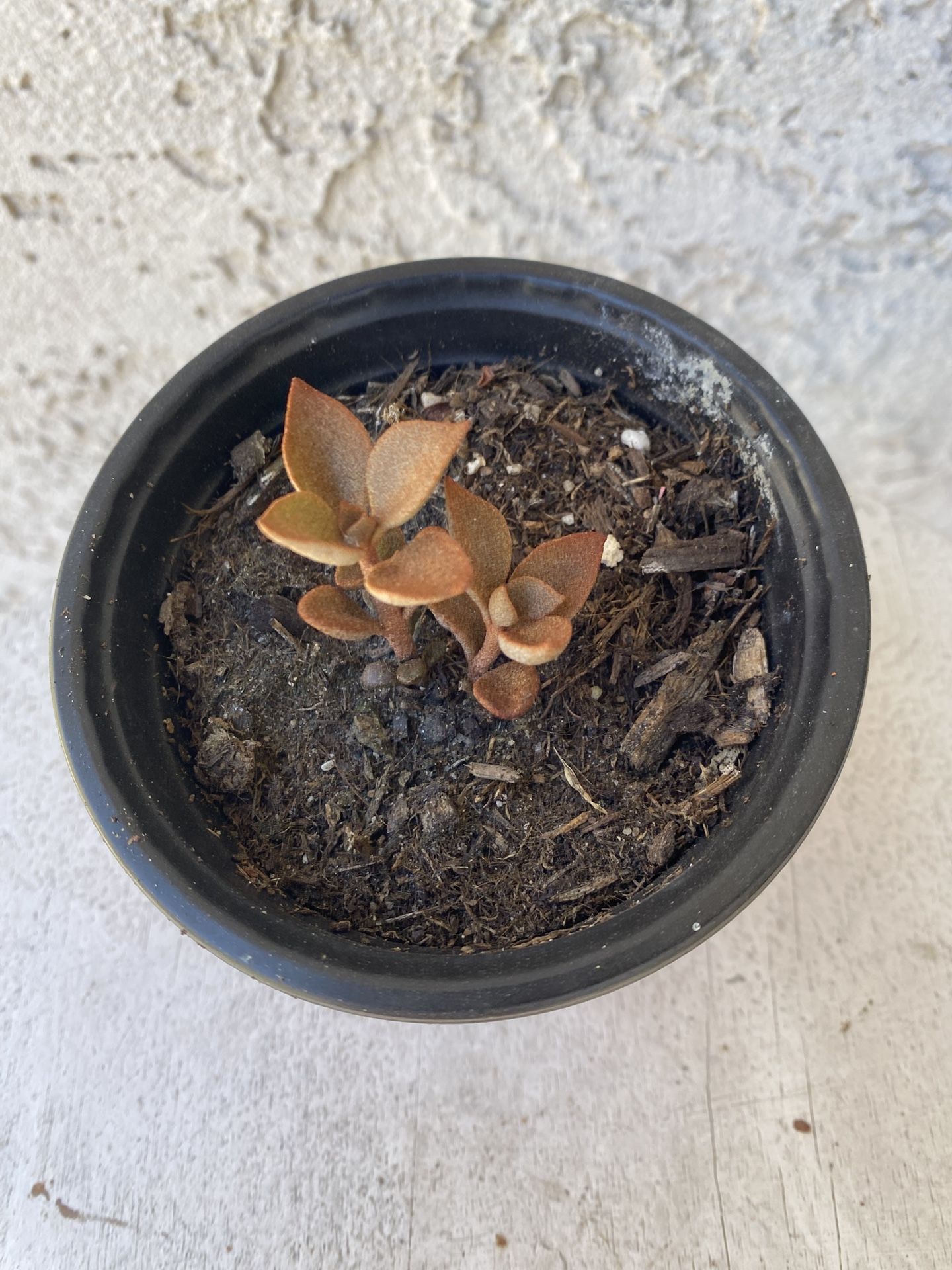 4 Inch Pot Succulent Plant - Kalanchoe Orgyalis - Copper Spoons - Rooted & Stablished - Drought Resistant 🪴