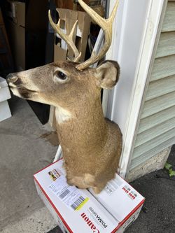DEER HEADS FOR MOUNT 