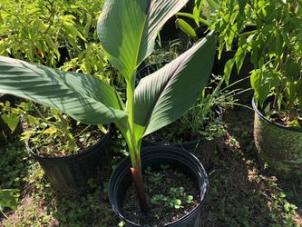 Thai peppers, egg plants, chayote etc.