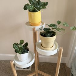 Live Healthy Silvery Ann Scindapsus Plants 