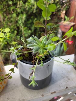 Plant Decoration Succulent in Cute Pots