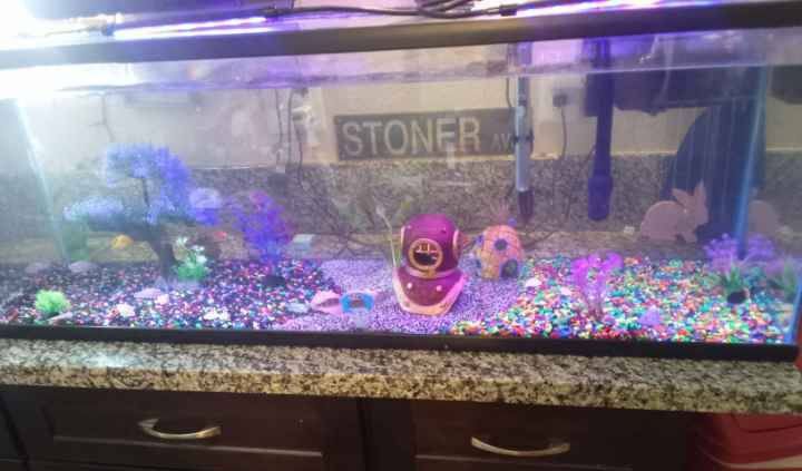 70 Gallon Fish Tank With Decor And Filter