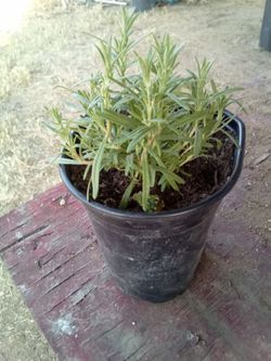 Lush Potted Rosemary Plant – Fresh, Fragrant & Ready to Harvest!
¡Planta de Romero en Maceta