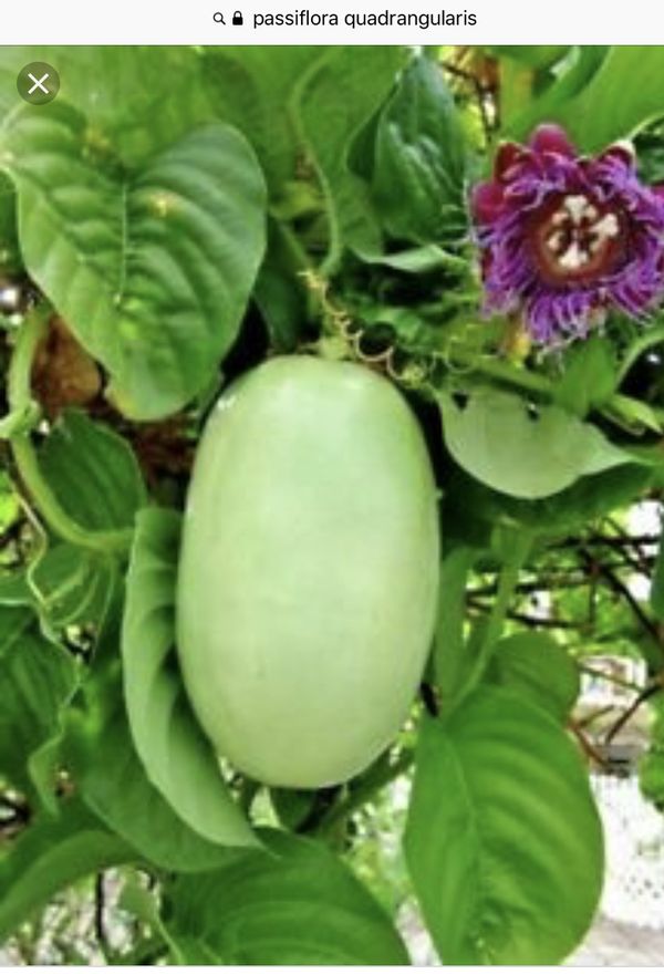 Giant Maracuya Passiflora Quadrangularis For Sale In Long Beach Ca Offerup