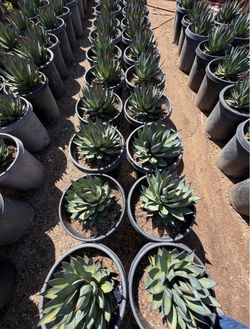 Agave blue glow 15gl