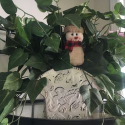 Artificial Plants. Large. 