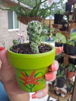 Cactus