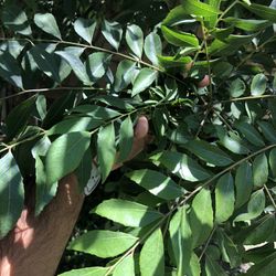 Curry Leaves