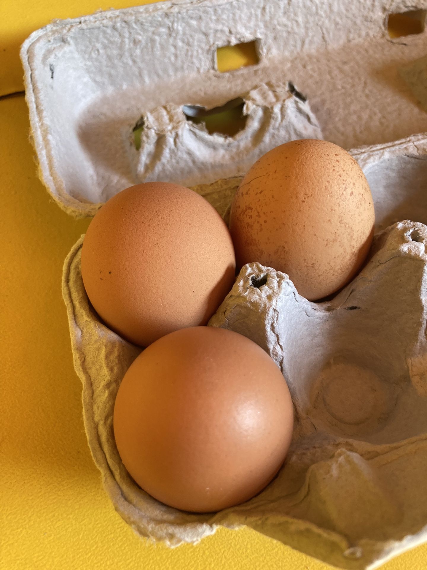 Chicken Eggs