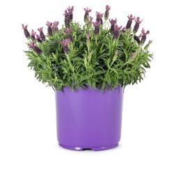 1.5 Gallon Lavender