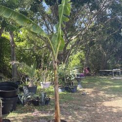 Banana Tree