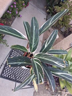 CLEARANCE Stromanthe Triostar Plant $13