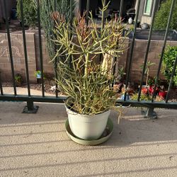 FIRESTICK. SUCCULENT/. CACTUS
