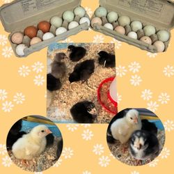 Organic Fresh Eggs 🪺🐣🐥🐓