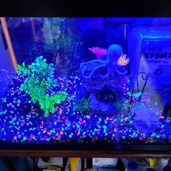 10 Gallon Fish Tank With Neon Lighting