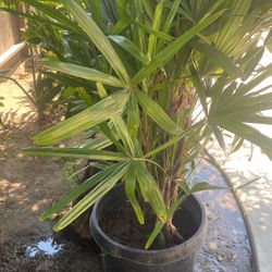 BroadLeaf Lady Plant 