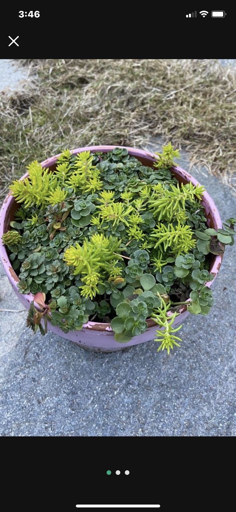 Clay Pot Full Of Sedum And Succulents