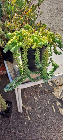 succulent plants