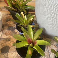 Blushing  Bromeliads