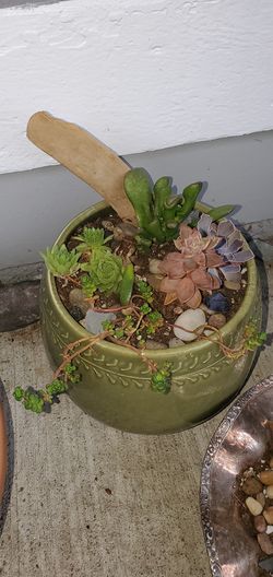 Succulent garden
