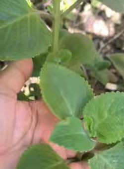 Cuban Oregano, Spanish Thyme