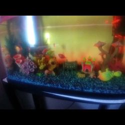$125 Tank With Everything Inside With Pumps And Bright Fishes About Nine Of Them Moving Can't Take