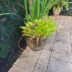 Clay Pots Plants Garden 