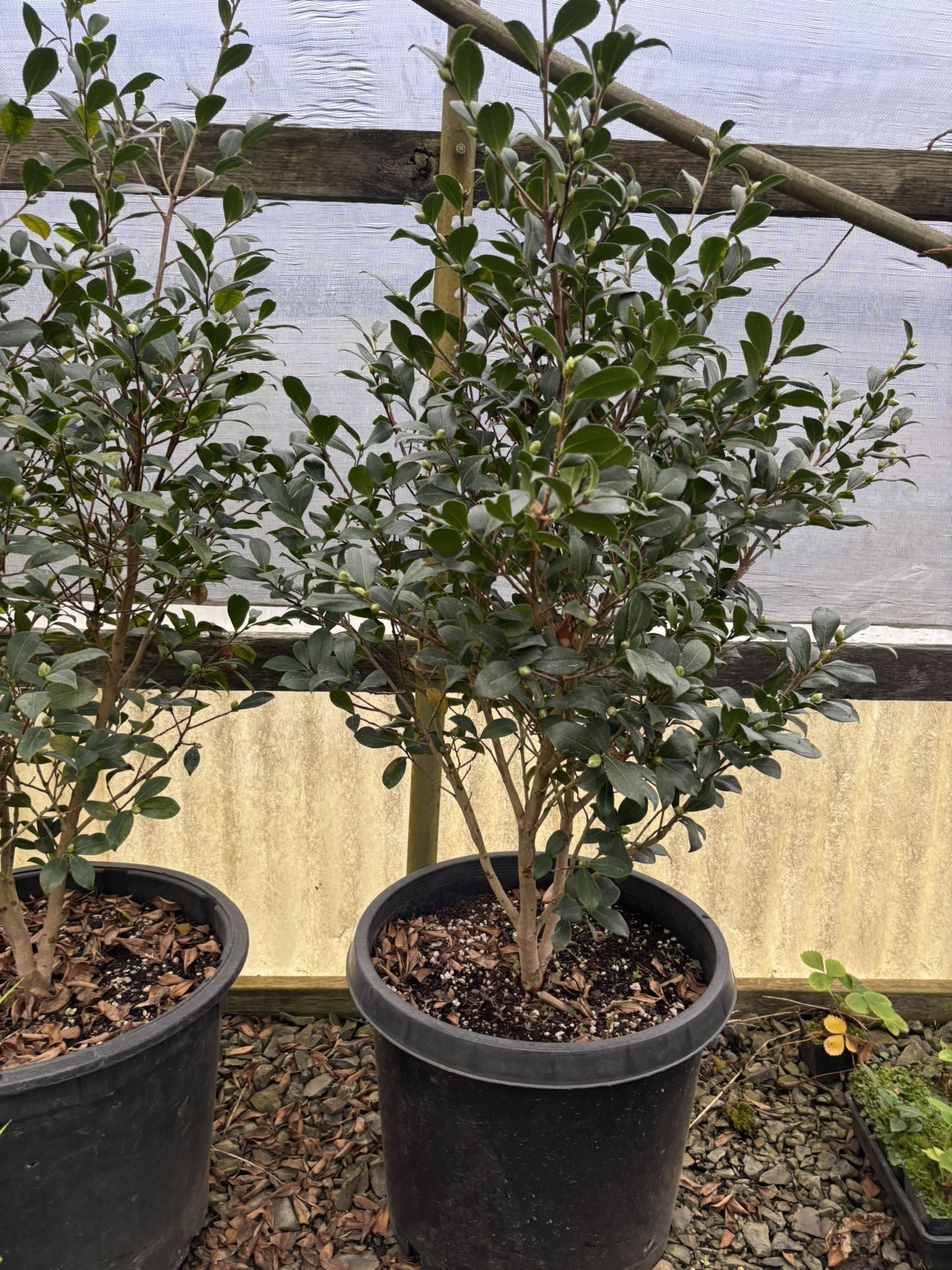 Flowerwood Yulitide Camellia Size 4 Feet  In Galón 15 ,price Is $50,00 Each Plant 