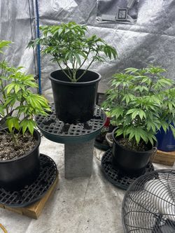 Grower Choice light 800 watt