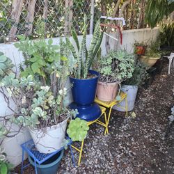 Sale Sale Sale ! Plants / Pots /Plant Stands Everything Is For Sale!