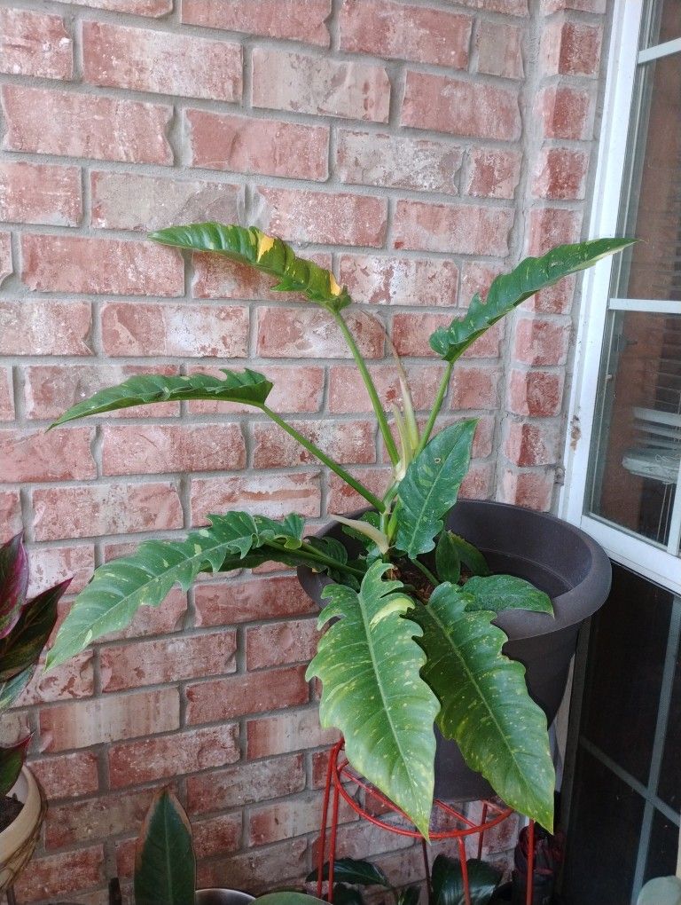 Philodendron Prismacolor Golden Plant