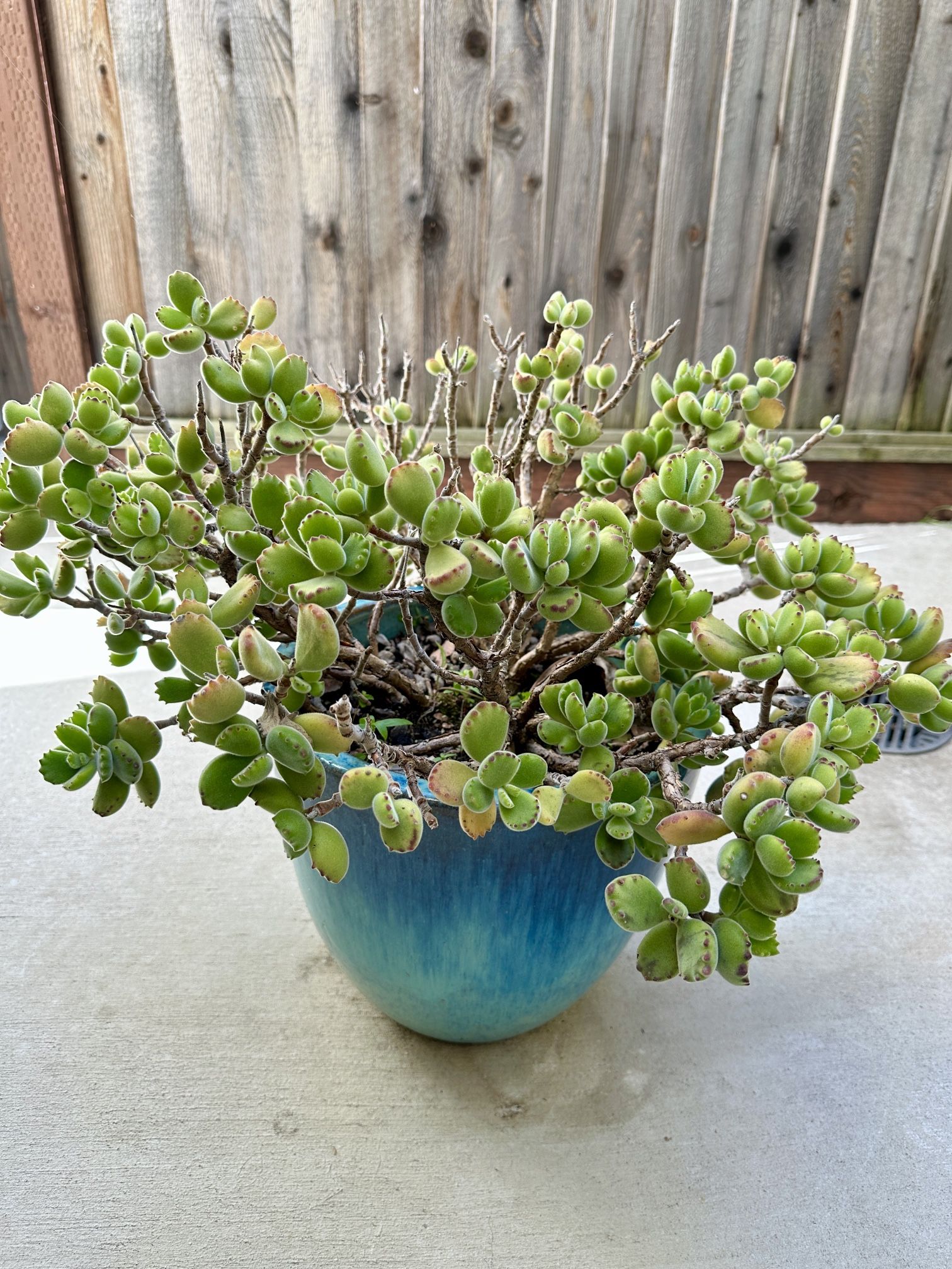 Succulent “bear paw” in 12” ceramic planter
