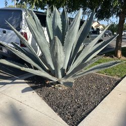 Agave Plants