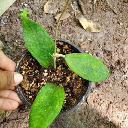 Hoya Villitenoides 