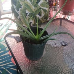 Aloe Vera Plant 