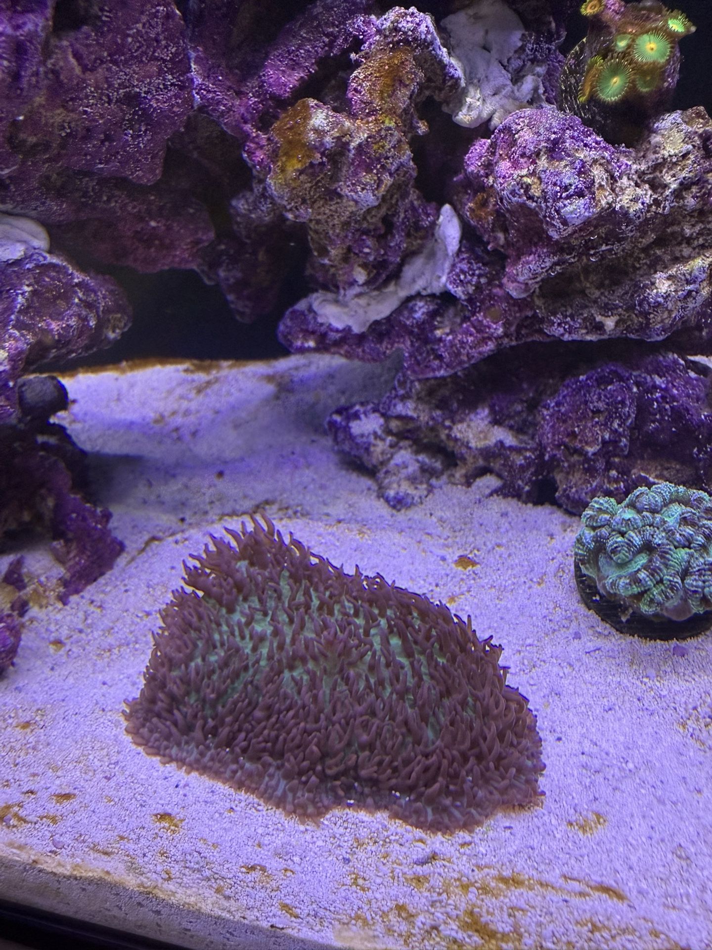 Hairy fuzzy mushroom coral reef