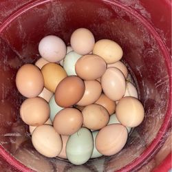 Fresh Chicken Eggs For Sale