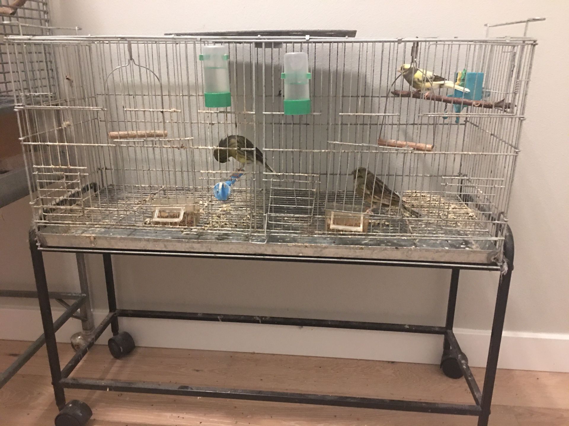 Bird Cage