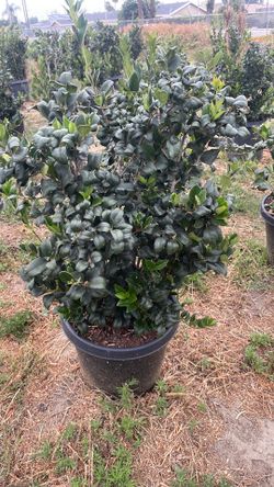 Ligustrum japonicum ( wax leaf pivet )