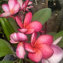 Loretta Plumeria