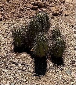 Beautiful Arizona Cactus Plants
