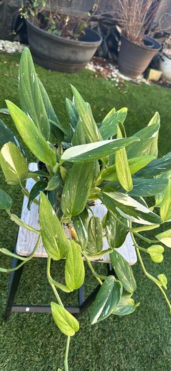 Monstera Standleyana Cobra Plant