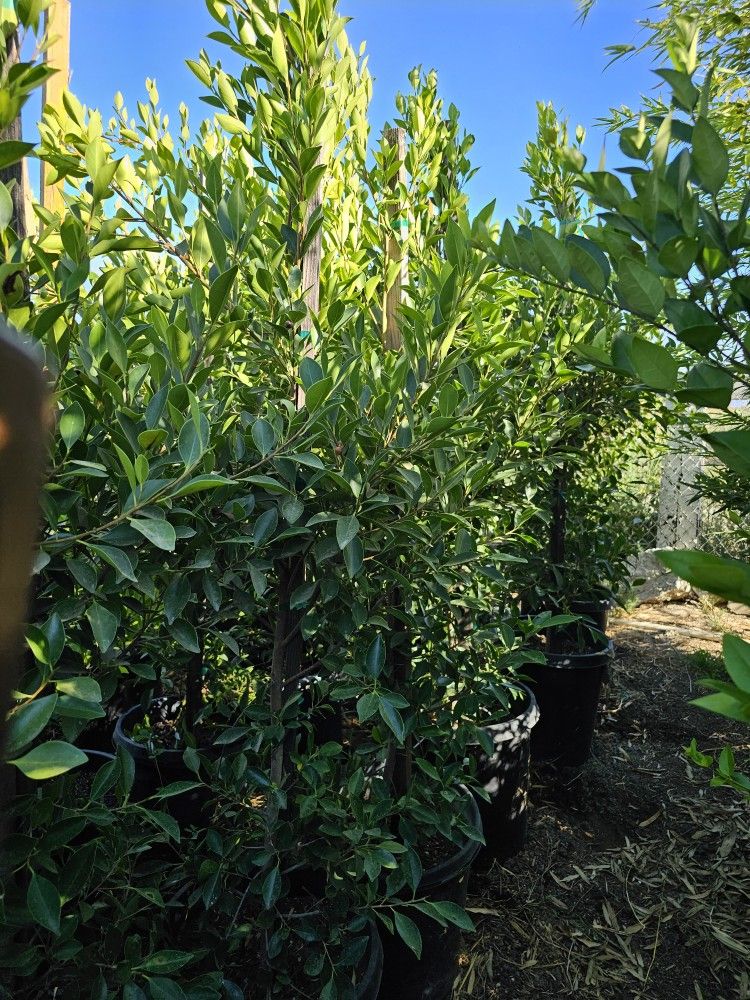 Indian Laurel 