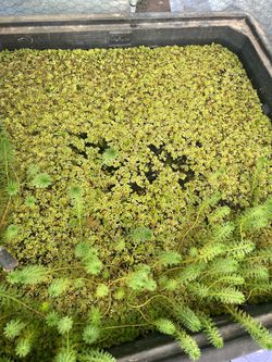 Salvinia Floater